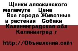 Щенки аляскинского маламута  › Цена ­ 15 000 - Все города Животные и растения » Собаки   . Калининградская обл.,Калининград г.